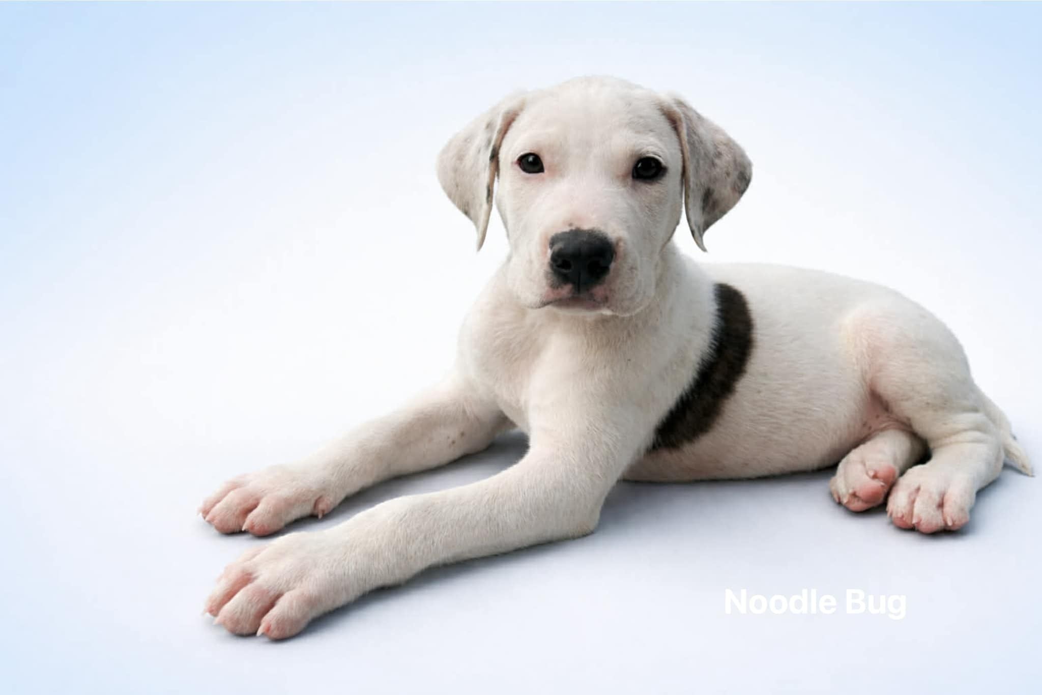 Noodle Bug Noodle Bug